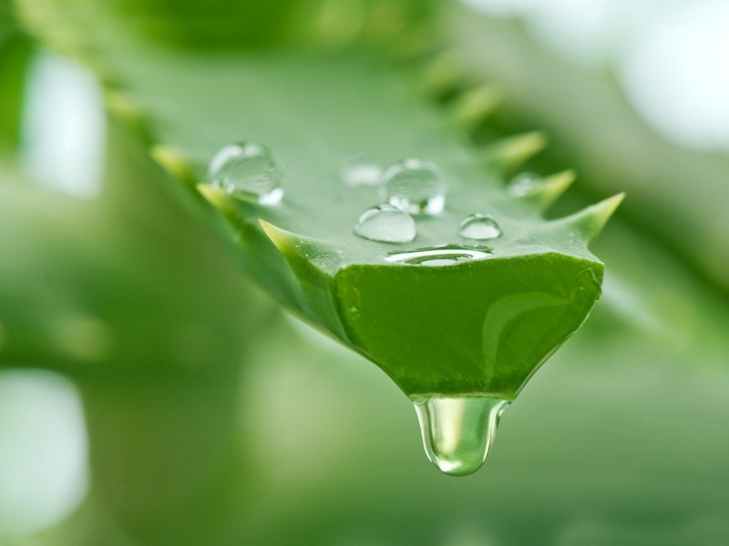 MOISTURIZING LIP BALM WITH ALOE VERA JELLY (99%)