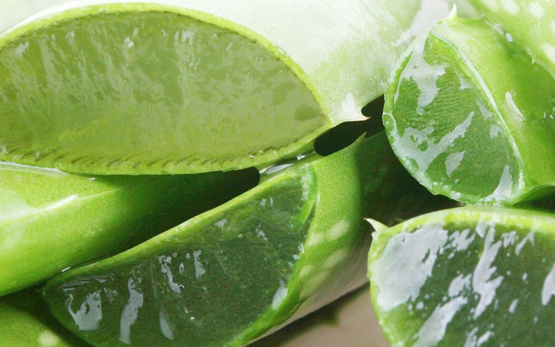 MOISTURIZING LIP BALM WITH ALOE VERA JELLY (99%)